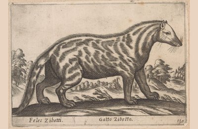 Civetkat Feles Zibetti / Cat Civet (título sobre el objeto) Dieren en fabelwezens (título de la serie) Colección Nova de los animales más curiosos del mundo (título de la serie) de Antonio Tempesta