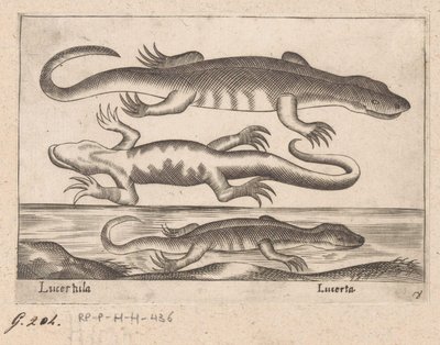 tres dragones Lagarto/ Lagarto (título sobre objeto) Dieren en fablewezens (título de la serie) Nueva colección de los animales más curiosos del mundo (título de serie) de Antonio Tempesta