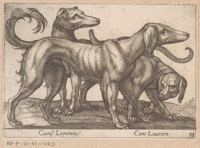 Tres perros Canis Leporius / Cane Liviriero (título sobre objeto) Animales y criaturas míticas (título de serie) Nova raccolta de li animali piu curiosi del mondo (título de la serie) de Antonio Tempesta