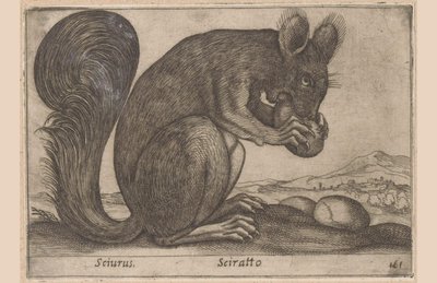 Ekhorn Sciurus/ Sciratto (título sobre objeto) Dieren en fabelwezens (título de la serie) Nuevo animalito curioso en el mundo (título de la serie) de Antonio Tempesta