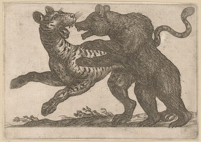 Un oso peleando con un tigre Animales de pelea (título de la serie) de Antonio Tempesta