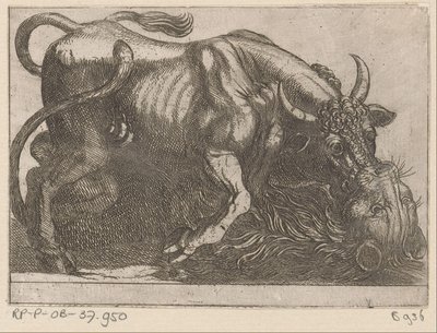 Un toro peleando con un león Animales de pelea (título de la serie) de Antonio Tempesta