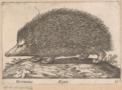 Egel Herinaceus/ Riccio (title on object) Dieren en fabelwezens (series title) Nova raccolta de li animali piu curiosi del mondo (series title) de Antonio Tempesta