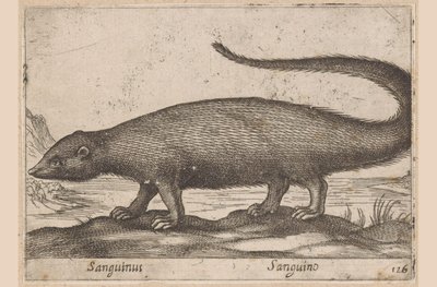 Rápido Sanguinus/ Sanguino (título sobre objeto) Dieren en fablewezens (título de la serie) Nueva colección de los animales más curiosos del mundo (título de serie) de Antonio Tempesta