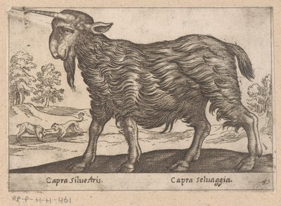 Con un solo día de trabajo
Capra Silvestris/ Capra Selvaggia (título del objeto)
Dieren en fabelwezens (título de la serie)
Nova raccolta de li animali più curiosi del mondo (título de la serie) de Antonio Tempesta