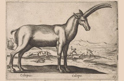 cabruno Colopus/ Colopo (título sobre objeto) Dieren en fablewezens (título de la serie) Nueva colección de los animales más curiosos del mundo (título de serie) de Antonio Tempesta