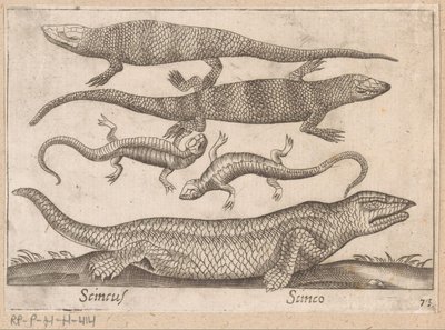 Hagedissen Skincus (título sobre el objeto) Dieren en fablewezens (título de la serie) Nova raccolta de li animali piu curiosi del mondo (título de la serie) de Antonio Tempesta