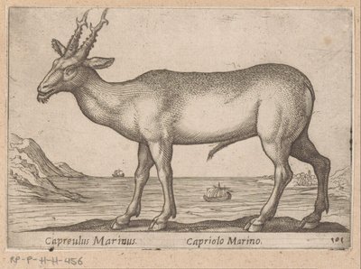 Hert
Capreulus Marinus/ Capreulus Marinus (título del objeto)
Dieren en fabelwezens (título de la serie)
Nova raccolta de li animali più curiosi del mondo (título de la serie) de Antonio Tempesta