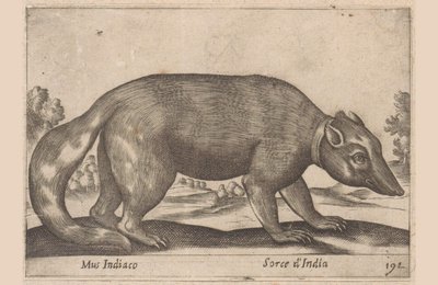 Muis indio
Birmese fret-das
Mus Indiaco / Sorce d
