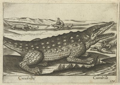 Cocodrilo Coccodrillus/ Cocodrilo (título sobre el objeto) Dieren en fablewezens (título de la serie) Nueva colección de los animales más curiosos del mundo (título de serie) de Antonio Tempesta