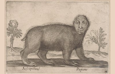 Ranura Aescopitheus/ Papione (título sobre objeto) Animales y criaturas míticas (título de serie) Nova raccolta de li animali piu curiosi del mondo (título de la serie) de Antonio Tempesta