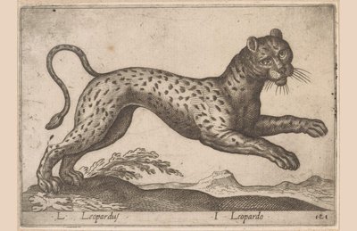 Luipaard
L Leopardus/ I Leopard (título en el objeto)
Dieren en fabelwezens (título de la serie)
Nova raccolta de li animali più curiosi del mondo (título de la serie) de Antonio Tempesta