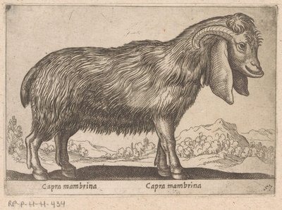 geit de membrana Capra mambrina/ Capra mambrina (título sobre objeto) Dieren en fablewezens (título de la serie) Nueva colección de los animales más curiosos del mundo (título de serie) de Antonio Tempesta