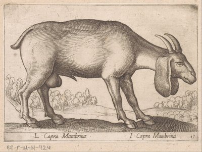 geit de membrana L Capra Mambrinae/ I Capra Mambrina (título sobre objeto) Dieren en fablewezens (título de la serie) Nueva colección de los animales más curiosos del mundo (título de serie) de Antonio Tempesta