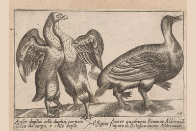 misvormde ganzen Ganso de doble cuello y doble cuerpo Dieren en fablewezens (título de la serie) Una nueva colección de li animali p de Antonio Tempesta