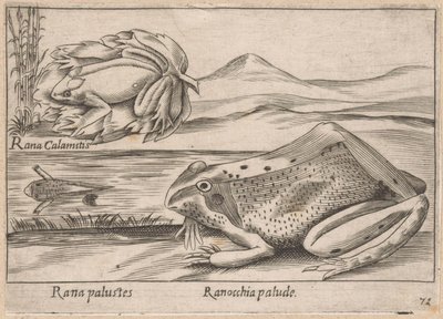 Moeras Kikkers Marsh Frog / Marsh Frog (título sobre el objeto) Dieren en fabelwezens (título de la serie) Colección Nova de los animales más curiosos del mundo (título de la serie) de Antonio Tempesta