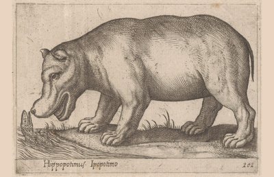 Hipopótamo Hippopotamus/Ippopotamo (título sobre el objeto) Animales y criaturas míticas (título de serie) Nova raccolta de li animali piu curiosi del mondo (título de la serie) de Antonio Tempesta