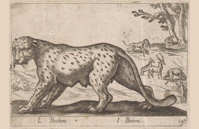 Pantera L Panthera/ I Panthera (título sobre objeto) Dieren en fablewezens (título de la serie) Nueva colección de los animales más curiosos del mundo (título de serie) de Antonio Tempesta