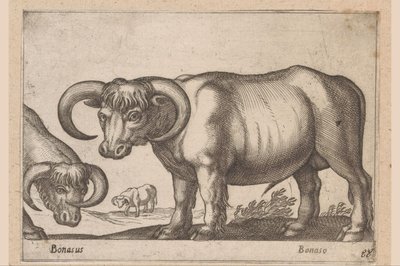 ganado Bonasus/ Bonaso (título sobre objeto) Animales y criaturas míticas (título de serie) Nova raccolta de li animali piu curiosi del mondo (título de la serie) de Antonio Tempesta