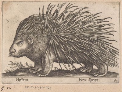 Puerco espín Hystrix/ Porco Spinoso (título sobre el objeto) Animales y criaturas míticas (título de serie) Nova raccolta de li animali piu curiosi del mondo (título de la serie) de Antonio Tempesta