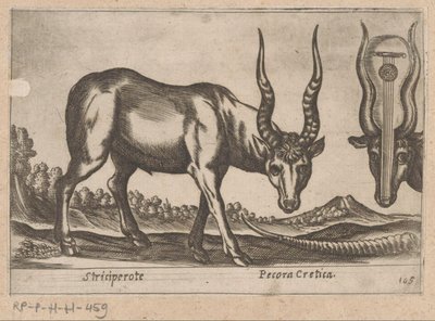 dos antílopes Striciperote/ Ganado cretense (título sobre el objeto) Dieren en fablewezens (título de la serie) Nova raccolta de li animali piu curiosi del mondo (título de la serie) de Antonio Tempesta