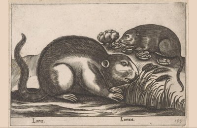 Twee muskusratten
Lonx/ Lonza (título en el objeto)
Dieren en fabelwezens (título de la serie)
Nova raccolta de li animali più curiosi del mondo (título de la serie) de Antonio Tempesta