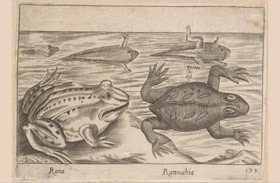 Cinco etapas de una rana
Rana/ Ranocchia (título en el objeto)
Animales y criaturas míticas (título de la serie)
Nova raccolta de li animali piu curiosi del mondo (título de la serie) de Antonio Tempesta