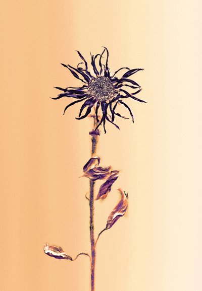 Flor antigua -albaricoque, 2025 (foto) de Antonius Antonius