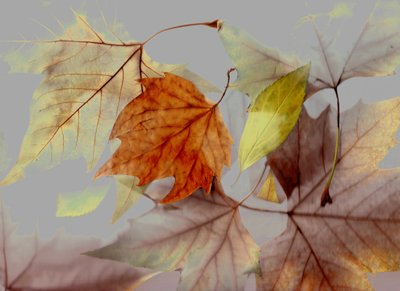 Otoño de Antonius Antonius