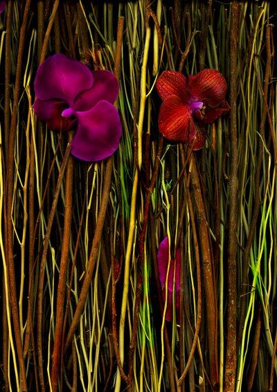  de Antonius Antonius