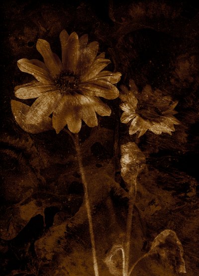 Flor de Antonius Antonius