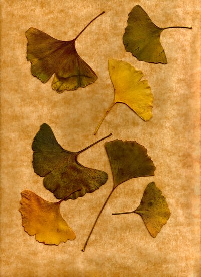 Ginkgo 2 de Antonius Antonius