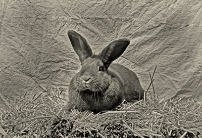 Adiós Durero de Antonius Antonius