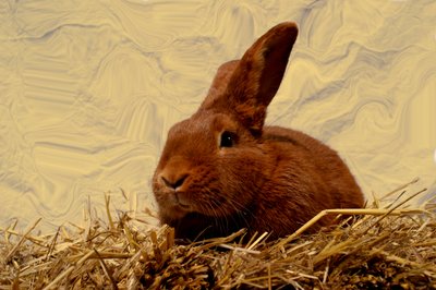 Liebre de Antonius Antonius