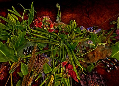  de Antonius Antonius