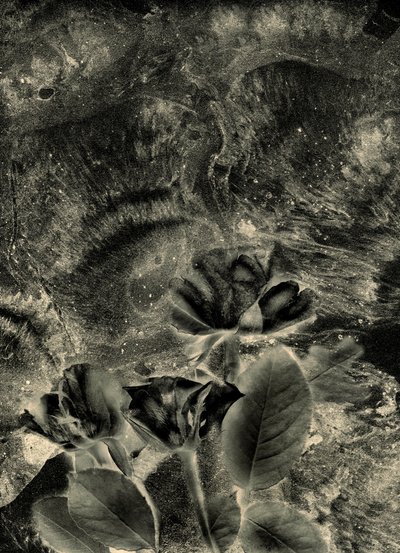 mono rosas de Antonius Antonius