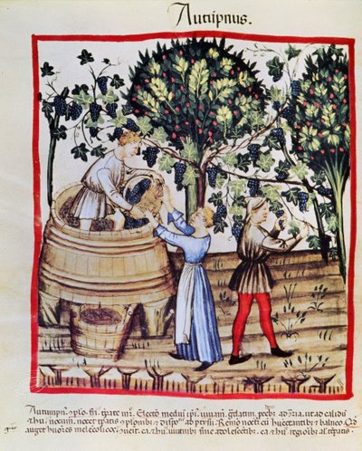 La cosecha de uvas del Tacuinum Sanitatis de Arabic School