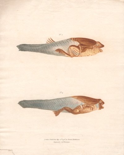 Nº 3 y 4 en las 8 etapas de crecimiento de la rana de Surinam de Archibald Robertson