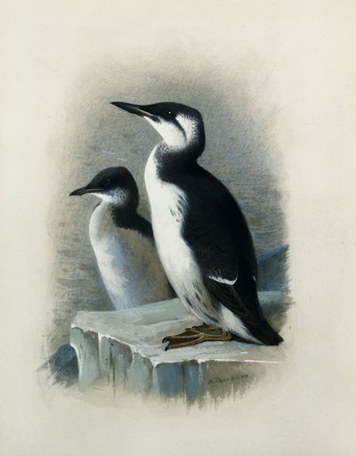 Un Arao de Brünnich de Archibald Thorburn
