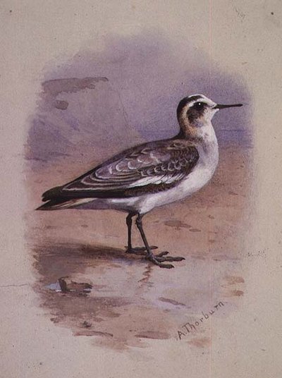 Un Falaropo Gris de Archibald Thorburn
