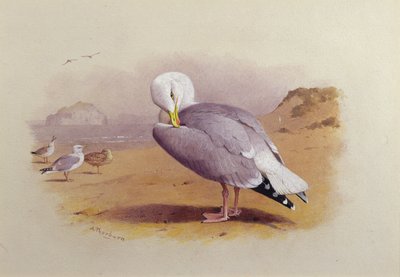 Gaviota Argéntea en una Playa con el Bass Rock al Fondo de Archibald Thorburn