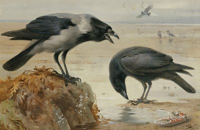 Un Cuervo Encapuchado y un Cuervo Carroñero de Archibald Thorburn