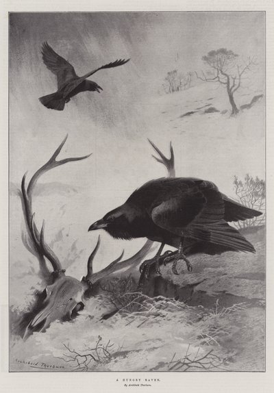 Un cuervo hambriento de Archibald Thorburn