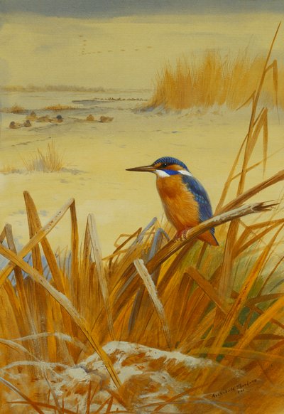 Un martín pescador entre juncos en invierno de Archibald Thorburn