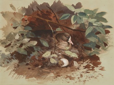 Una oca anidando de Archibald Thorburn