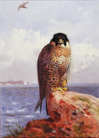 Un halcón peregrino junto al mar de Archibald Thorburn