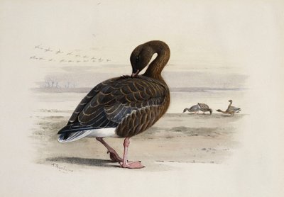 Un ganso de patas rosadas de Archibald Thorburn