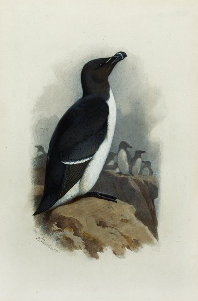 Un alca de Archibald Thorburn