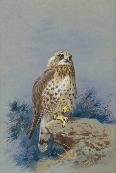Busardo ratonero de Archibald Thorburn