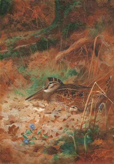 Una becada y un polluelo en la maleza de Archibald Thorburn